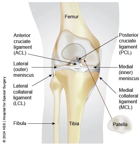 knee anatomy